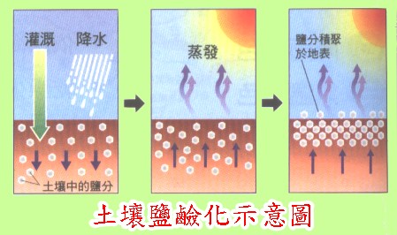 什么是土壤鹽害