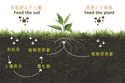 施用有機(jī)肥對(duì)農(nóng)作物的營養(yǎng)吸收有何影響？