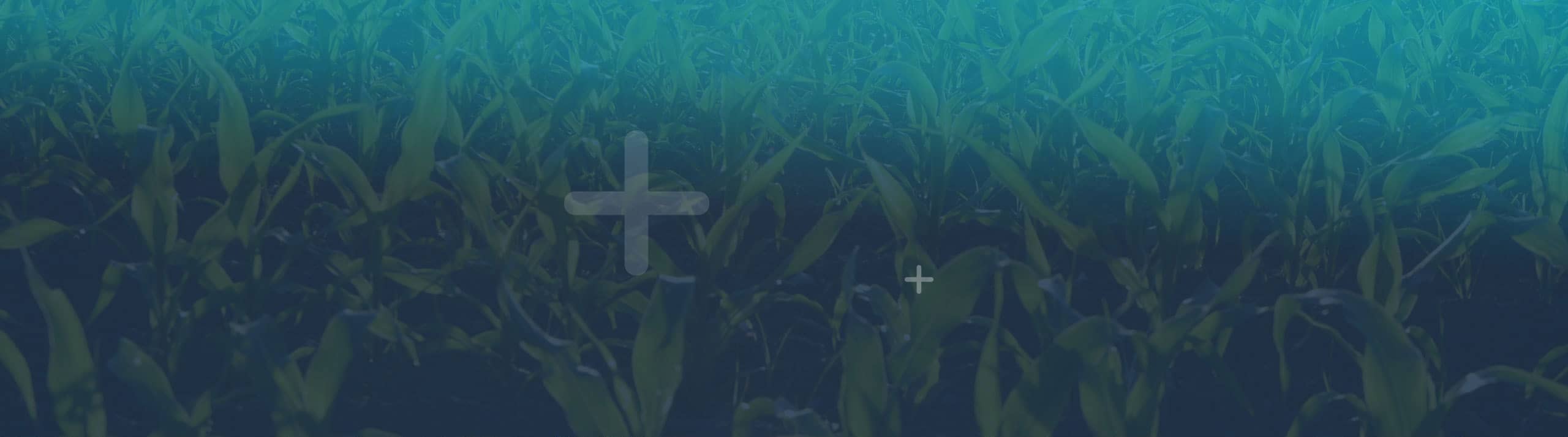 有機(jī)肥生產(chǎn)廠家_四川有機(jī)肥_有機(jī)肥工廠_有機(jī)肥批發(fā)